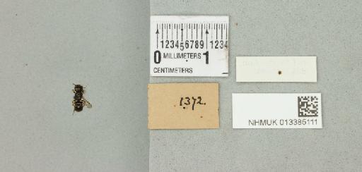 Ceratina (Ceratinidia) accusator Cockerell, 1919 - 013385111_additional
