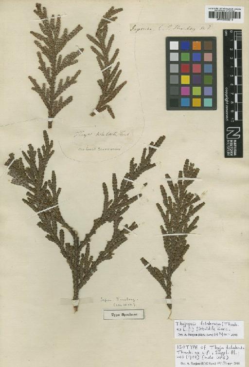 Thujopsis dolabrata (Thunb. ex L.f.) Siebold & Zucc. - BM000959913