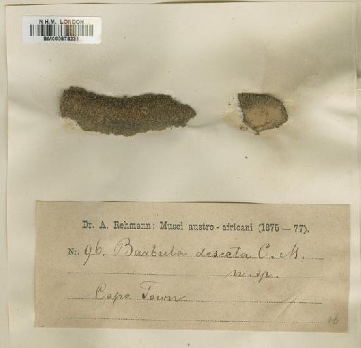 Hennediella longipedunculata (Müll.Hal.) R.H.Zander - BM000878231