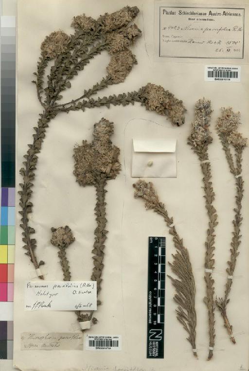 Paranomus adiantifolius Knight - BM000910734