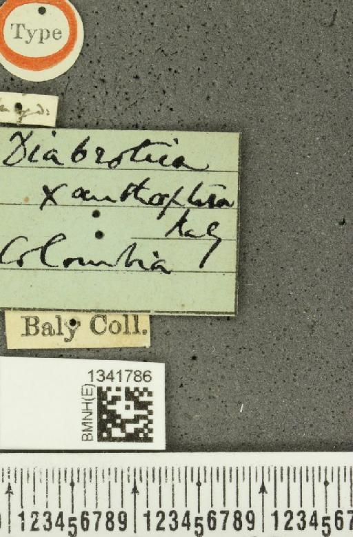 Gynandrobrotica xanthoptera (Baly, 1886) - BMNHE_1341786_label_23474