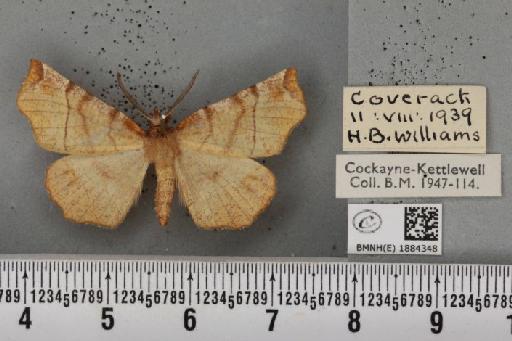 Selenia dentaria (Fabricius, 1775) - BMNHE_1884348_444699