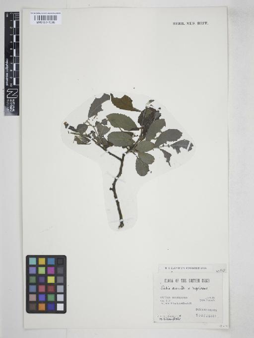 Salix × coriacea J.Forbes - 015144095