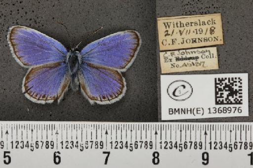 Plebejus argus masseyi Tutt, 1909 - BMNHE_1368976_164727