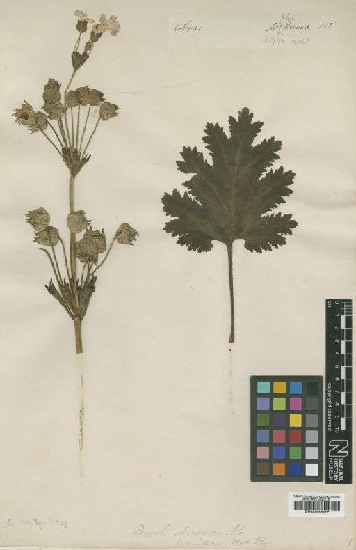 Primula sinensis Sabine ex Lindl. - BM000996827