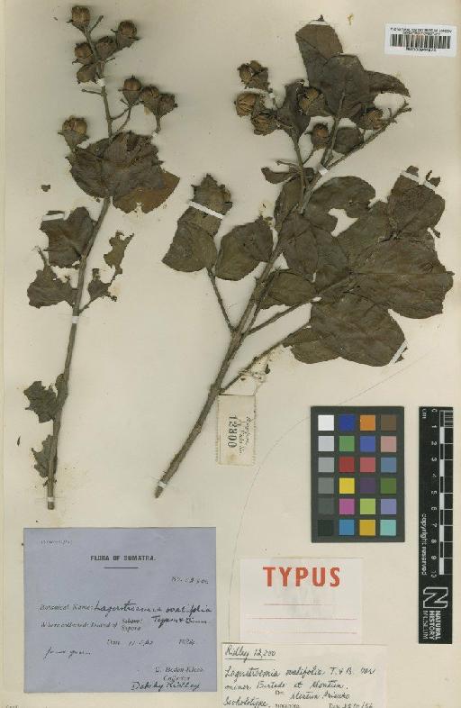 Lagerstroemia ovalifolia var. minor Furtado - BM000944574