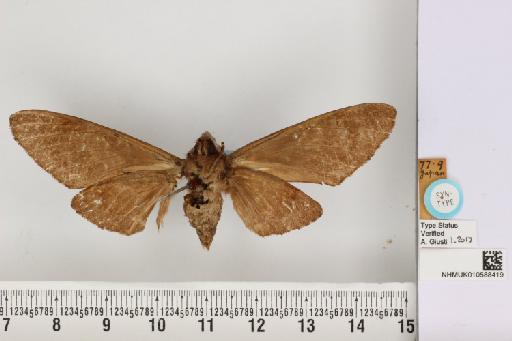 Hyloicus caligineus Butler, 1877 - NHMUK_010588419_Hyloicus_caligineus_Butler_ST_ventral_and_labels.JPG