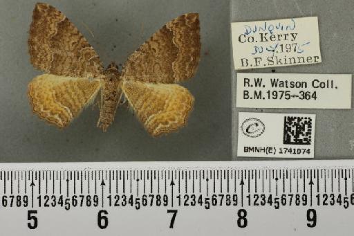 Camptogramma bilineata bilineata (Linnaeus, 1758) - BMNHE_1741074_314973