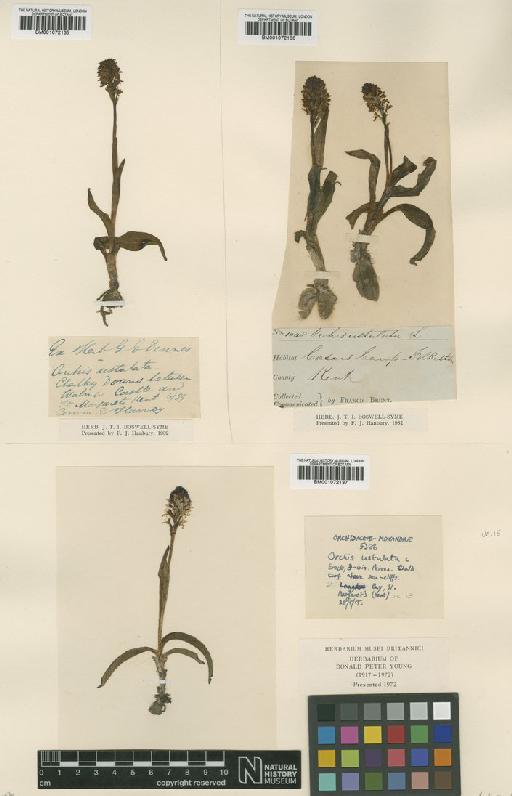 Neotinea ustulata (L.) R.M.Bateman, Pridgeon & M.W.Chase - BM001072136.tif