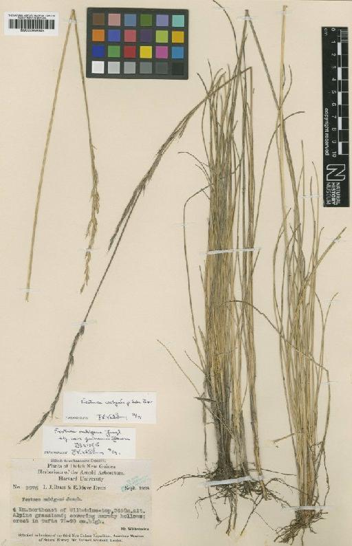 Festuca nubigena Jungh. - BM000959345