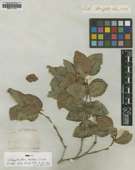 Calyptranthes rostrata Griseb. - BM001011020