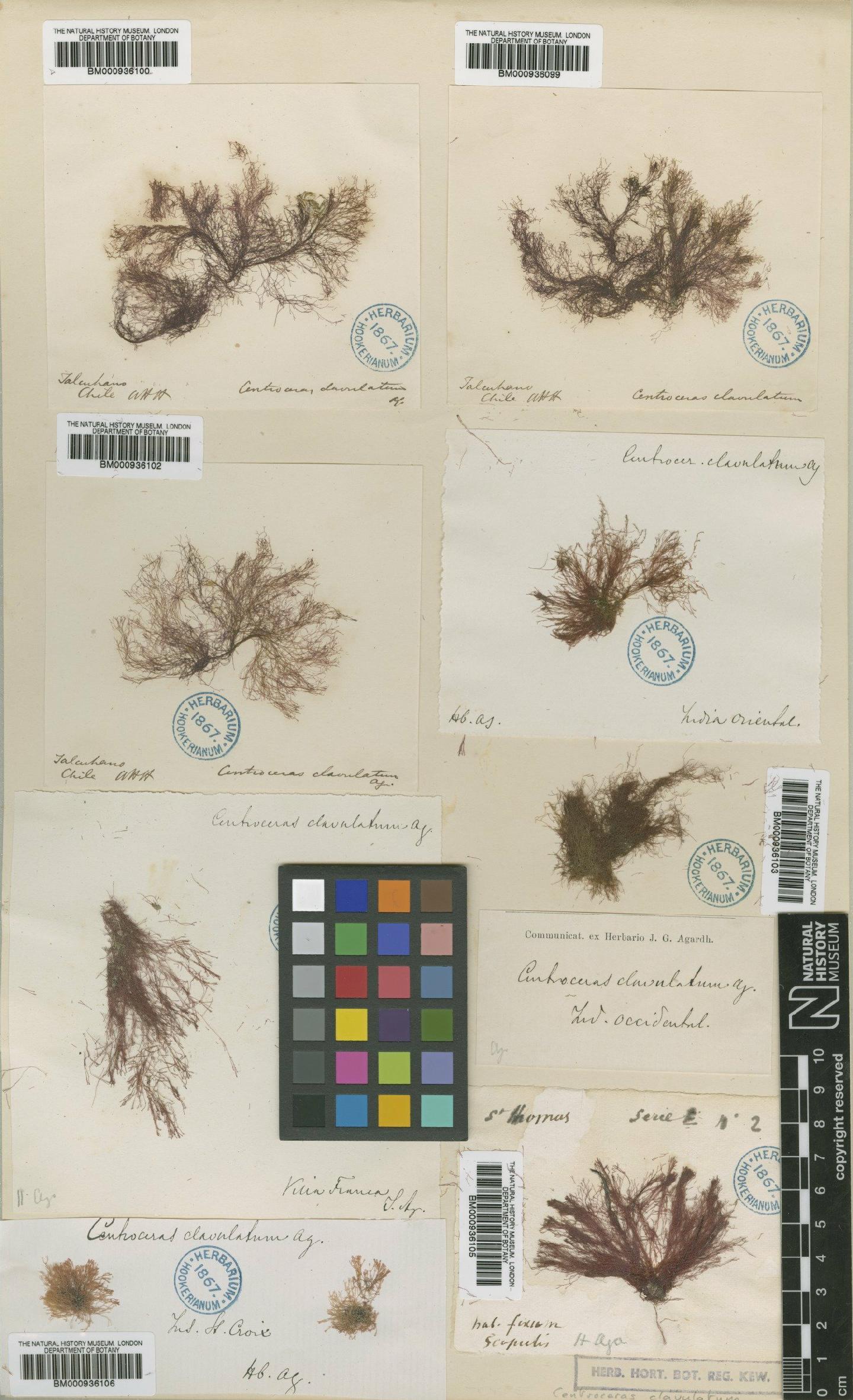 To NHMUK collection (Centroceras clavulatum (C.Agardh) Mont.; TYPE; NHMUK:ecatalogue:433845)