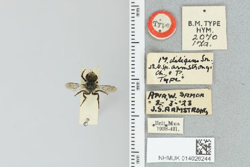 Megachile diligens armstrongi Perkins & Cheesman, 1928 - 014026244_835604_1652850-