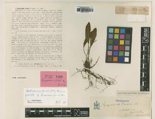 Austrogramme francii (Rosenst.) Hennipman - BM001044111