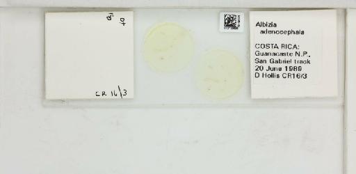 Heteropsylla caldwelli Burckhardt, D., 1987 - 010723695_117194_1146200_157663_NonType