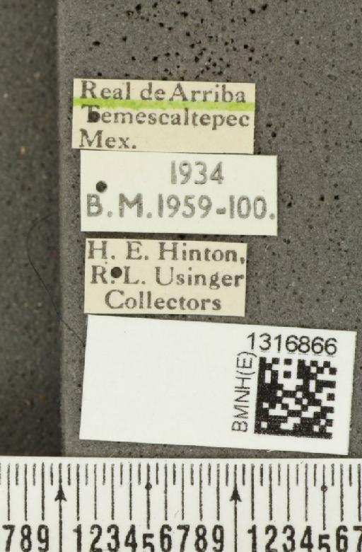 Calligrapha (Polyspila) multiguttata Stål, 1859 - BMNHE_1316866_label_15920