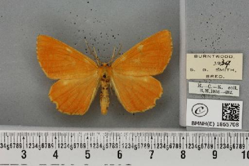 Angerona prunaria ab. spangbergi Lampa, 1885 - BMNHE_1865708_431013