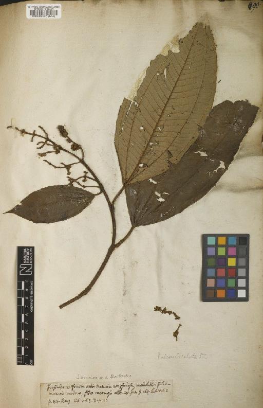 Melastoma elatum Sw. - BM000593931