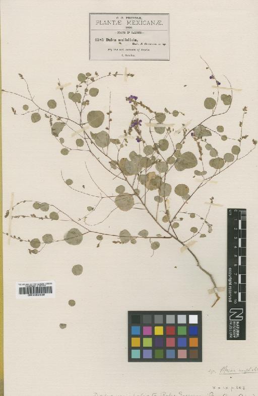 Marina unifoliolata (B.L.Rob. & Greenm.) Barneby - BM000931539