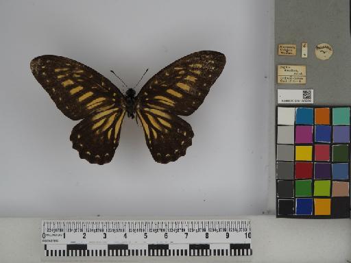 Graphium (Pathysa) deucalion (Boisduval, 1836) - 014185998 Graphium deucalion