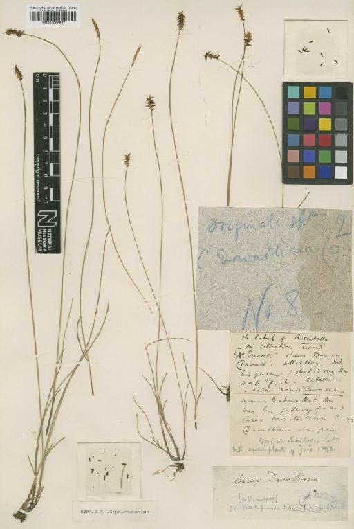 Carex davalliana Sm. - BM001066997