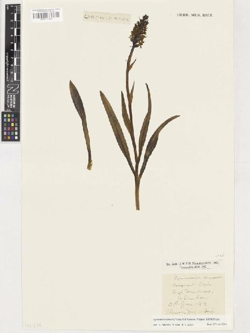 Gymnadenia borealis (Druce) R.M.Bateman, Pridgeon & M.W.Chase - BM001116867