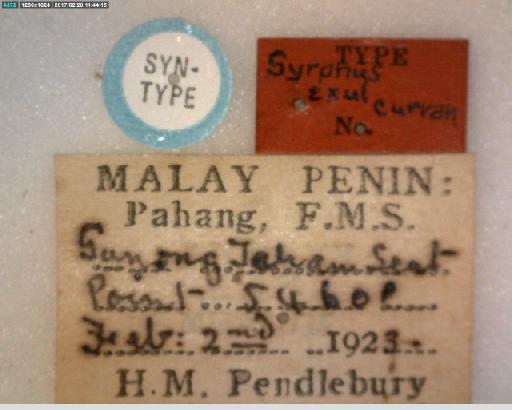 Epistrophe exul (Curran, 1928) - Epistrophe exul ST label1