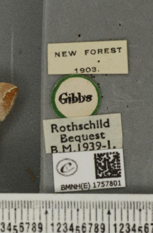 Eulithis testata ab. uniformata Lempke, 1950 - BMNHE_1757801_label_333388