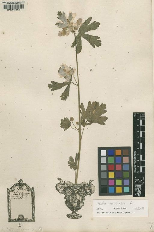 Malva alcea L. - BM000646470