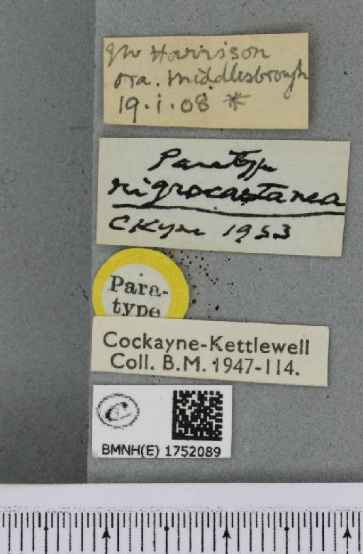 Hydriomena ruberata ab. nigrocastanea Cockayne, 1953 - BMNHE_1752089_label_330695