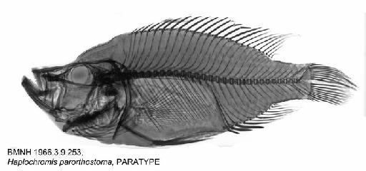 Haplochromis parorthostoma Greenwood, 1967 - BMNH 1966.3.9.253, Haplochromis parorthostoma, PARATYPE, Radiograph