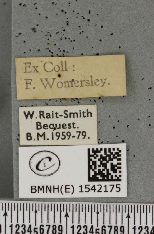 Leucodonta bicoloria (Denis & Schiffermüller, 1775) - BMNHE_1542175_label_282512