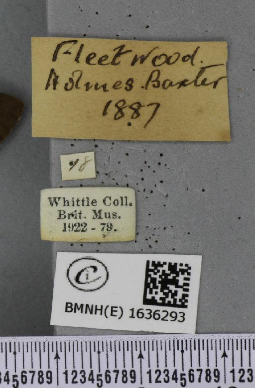 Macroglossum stellatarum (Linnaeus, 1758) - BMNHE_1636293_label_206011