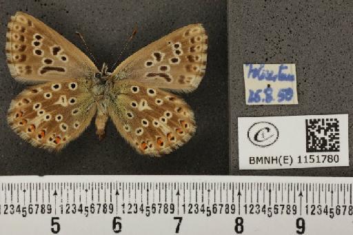 Lysandra coridon ab. nubila Bright & Leeds, 1938 - BMNHE_1151780_102984