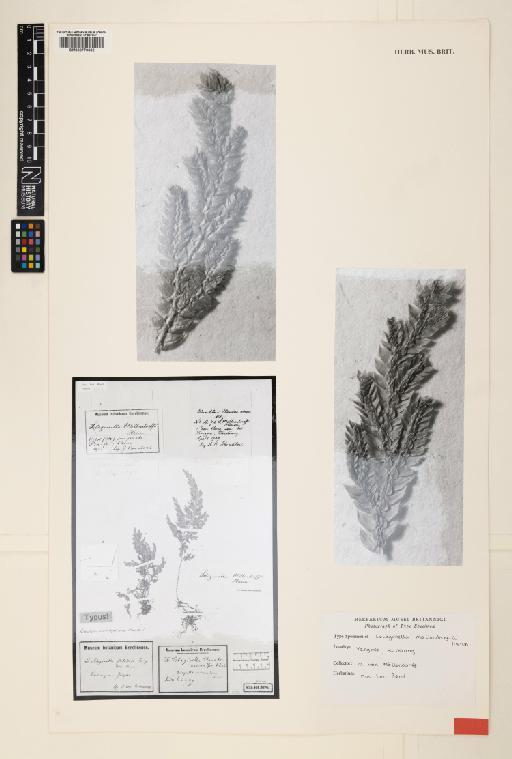 Selaginella moellendorffii Hieron. - 000779662