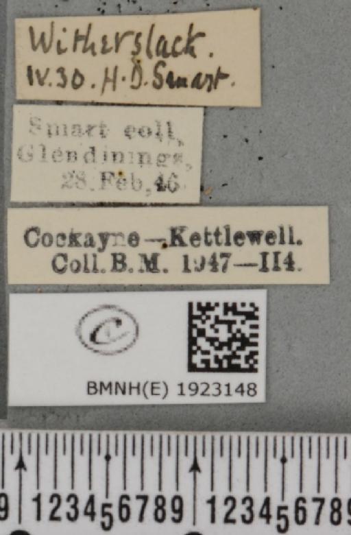 Ematurga atomaria (Linnaeus, 1758) - BMNHE_1923148_label_487728