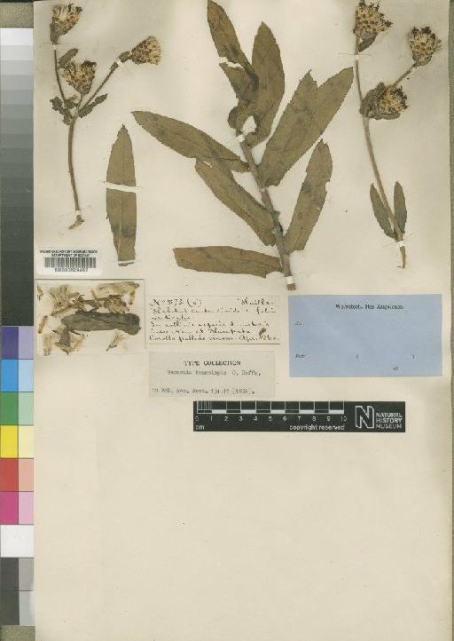 Vernonia temnolepis O.Hoffm. - BM000629487