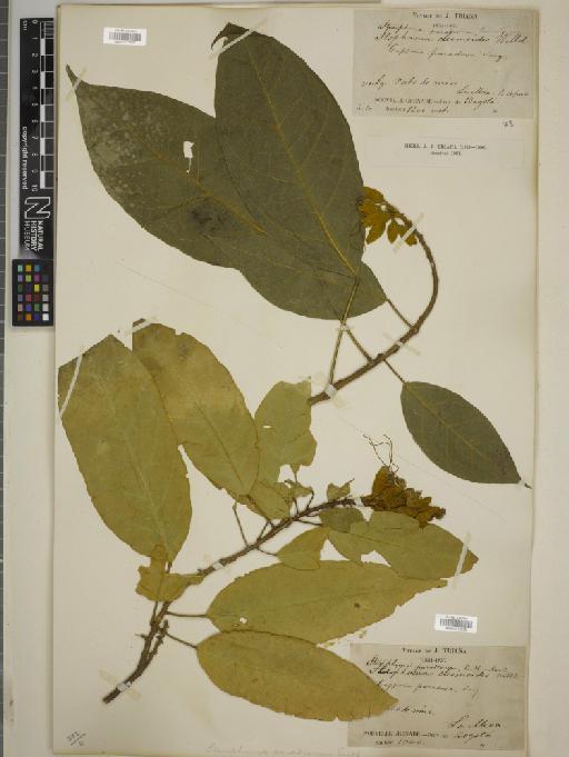 Steriphoma paradoxum Jacq. & Endl. - BM010775537
