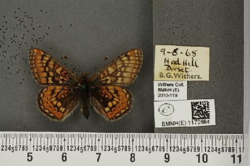 Euphydryas aurinia (Rottemburg, 1775) - BMNHE_1172684_53066