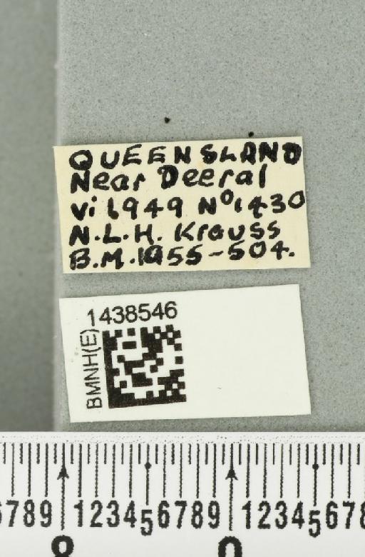 Bactrocera (Bactrocera) laticauda (Hardy, 1950) - BMNHE_1438546_label_32515