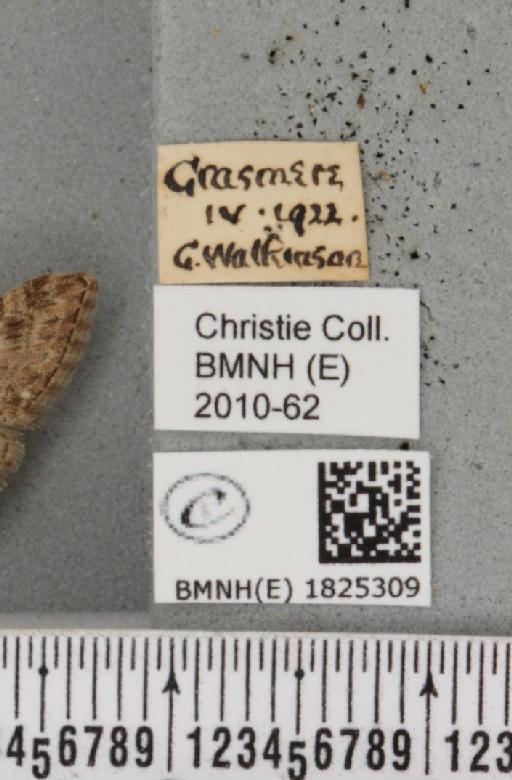 Eupithecia abbreviata Stephens, 1831 - BMNHE_1825309_label_397929