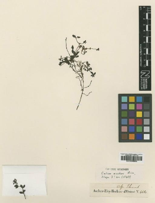 Galium aucheri Boiss. - BM000945665