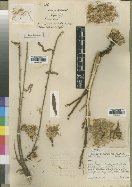 Centaurea praecox Oliv. & Hiern - BM000924906