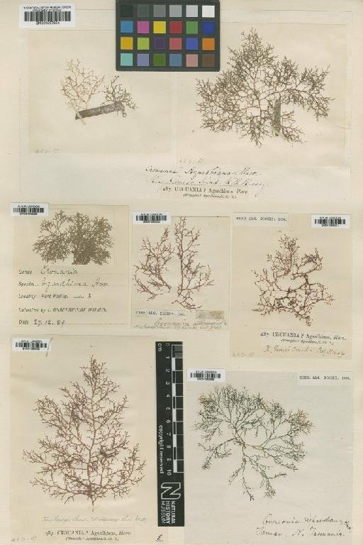 Ptilocladia agardhiana (Harv.) E.M.Woll. - BM001082333