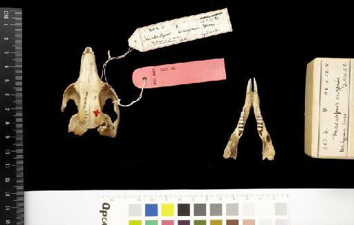 Macropus gracilis Gould, 1844 - 1846.3.17.14_Skull_Dorsal