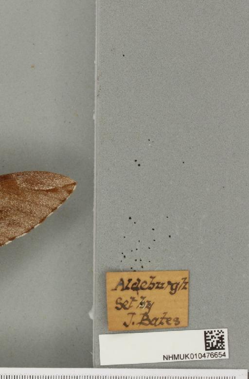 Sphinx pinastri Linnaeus, 1758 - NHMUK_010476654_label_534250