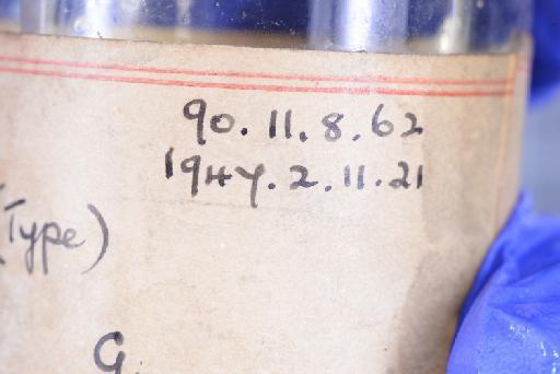 Uperodon palmatus - 1947.2.11.21-pic6