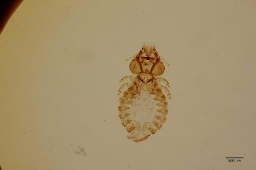 Craspedorrhynchus aquilinus Denny, 1842 - 010710498_specimen