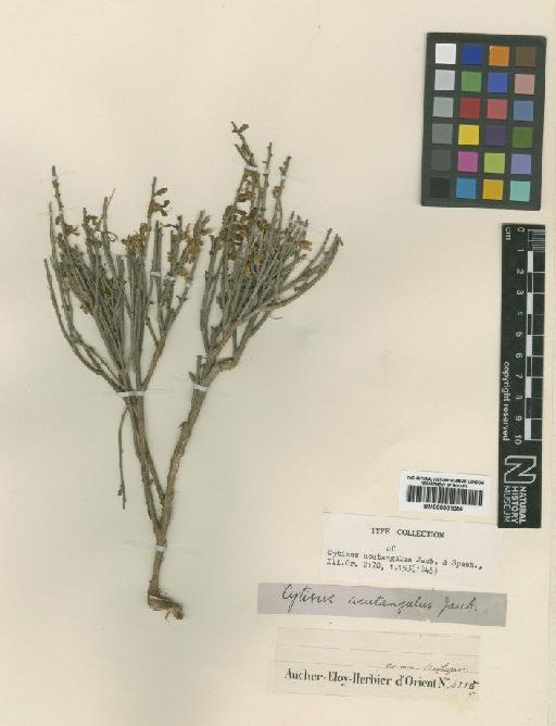 Cytisus acutangulus Jaub. & Spach - BM000901086