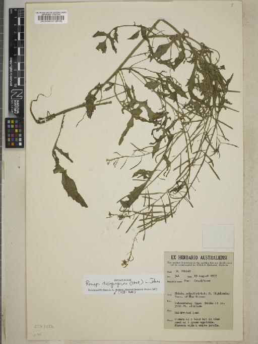 Rorippa dictyosperma (Hook.) L.A.Johnst. - BM000588027